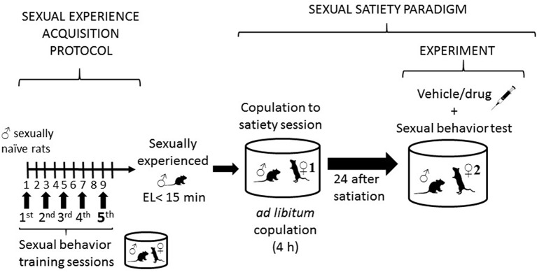 Description of sexual behavior protocols. The left side of the figure describes the protocol followed to render sexually experienced male rats, consisting in subjecting sexually naïve rats to five independent sexual behavior sessions, run every other day. At the end of this process males showing ejaculation latencies (EL) shorter than 15 min are considered sexually experienced and selected for the study. The right side of the figure describes the sexual satiety paradigm, involving sexually experienced male rats that copulate ad libitum with a single sexually receptive female (♀1) until reaching the sexual satiety criterion (around 4 h). Twenty-four hours later these males receive the pharmacological treatment or its vehicle and are subjected to a sexual behavior test with a new sexually receptive female (♀2).
