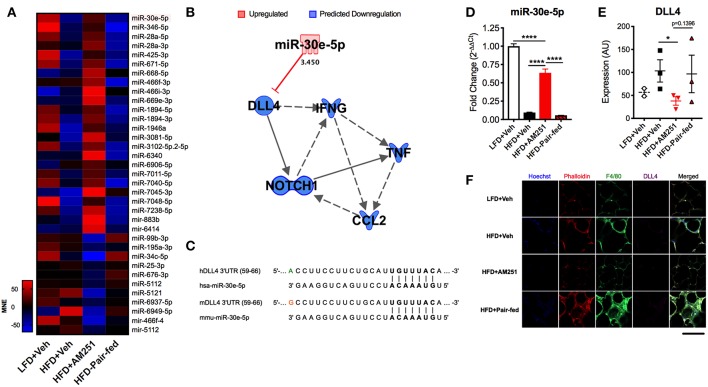 AM251 treatment elevates ATM miR-30e-5p and reduces target expression of the pro-inflammatory Notch ligand Delta-like-4. DIO mice were treated with the CB1 antagonist AM251 (10 mg/kg) as described in Figure 1 legend. MicroRNA microarrays were performed on F4/80+ ATMs isolated from epididymal fat after the 4-week AM251 intervention. (A) Heatmap of differentially expressed miRs in ATMs resulting from AM251 treatment, independent of effects of caloric restriction (Log2 fold change ≥±2). (B) Qiagen IPA network of miRs targeting the DLL4-Notch signaling pathway and downstream inflammatory cytokines. Expression values and predictions are overlaid on the network. (C) Sequence conservation of human and mouse miR-30e-5p binding to Dll4 3′UTR. (D) qRT-PCR of miR-30e-5p in ATMs. (E) Confocal microscopy quantitation of DLL4 expression in epididymal adipose tissue. (F) Representative confocal micrographs. Images are to equal scale. For (A,D), data are presented from independent experiments of 4–10 pooled mice per group. For (E), N = 3 mice/group. Significance was determined by one-way ANOVA. ****P < 0.0001, *P < 0.05. See also Supplementary Table 1 and Supplementary Figure 1.