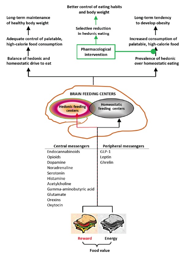 Central and peripheral messengers conveying information about food value to the brain feeding centers, and the relationship between body weight changes and balanced or imbalanced hedonic and homeostatic drive to eat.