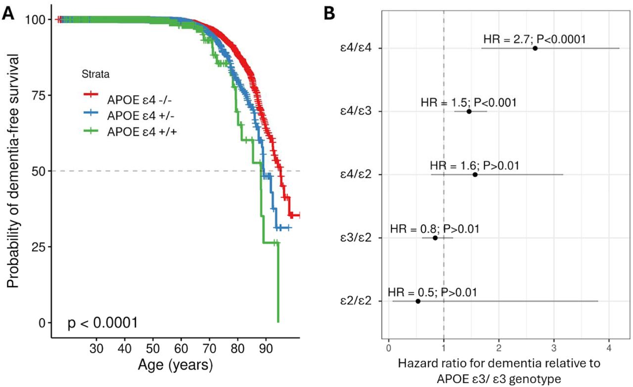 Association between APOE alleles and all-cause dementia in ∼50,000 British South Asians.B - survival curves indicating the probability of dementia-free survival in carriers of 0, 1, or 2 APOE e4 alleles. C - forest plot indicating the Hazard Ratios and 95% confidence intervals for the association of each combination of APOE alleles with all-cause dementia, with the ε3/ε3 genotype as the reference.