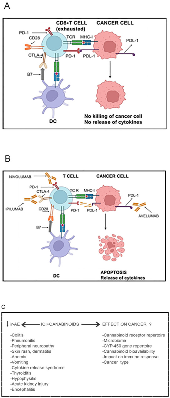 Cannabinoids’ impact on Immune checkpoint inhibitor (ICI) immunotherapy in cancer patients. (A) Activated T cells express higher levels of CTLA-4, which, compared with CD28, has higher affinity and avidity for B7 (CD80 and CD86) expressed by antigen-presenting cells. Consequently, CTLA-4 supersedes CD28 for binding with B7 molecules. CTLA-4 mediated inhibitory signals inactivate T cells rendering them “exhausted”. Due to chronic antigenic stimulation, T cells also express other inhibitory checkpoints such as PD-1. The PD-1 expressing T cells encounter PDL-1 expressed by cancer cells as well as by myeloid cells in the tumor microenvironment. The PD-1/PDL-1 interaction inhibits effector functions of both CD4+ and CD8+ T cells such as secretion of cytokines, presentation of antigens to cognate B cells and killing of cancer cells. Consequently, cancer cells evade anti-cancer immune immunity. (B) Immune checkpoint blocker Ipilumab binds CTLA-4 on T cells and inhibits its interaction with B7 molecules allowing the interaction of CD28 with B7 and hence T cell activation. Nivolumab binds PD and inhibits its interaction with PDL-1 liberating T cells from inhibitory signals mediated through the PD-1/PDL-1 interaction. The interaction can also be blocked Nivolumab which binds PDL-1 and blocks its interaction with PD-1. Being of IgG1 isotype, Avelumab can also kill PDL-1 expressing cancer cells as well as PDL-1-expressing myeloid cells in the tumor microenvironment through antibody-dependent cell-mediated cytotoxicity. The ICIs enable cancer-specific CD8+ T cells to kill cancer cells and release cytokines resulting in cancer regression. However, ICI immunotherapy results in several toxic side effects called immune-related adverse events (ir-AE). (C) The addition of cannabinoids to the ICIs attenuates severity of ir-AE and increases tolerability of ICIs. However, cannabinoids’ effects on the efficacy of the immunotherapy yet remain controversial. They depend upon several factors listed in the lower panel. Figure re-drawn after (1, 165).