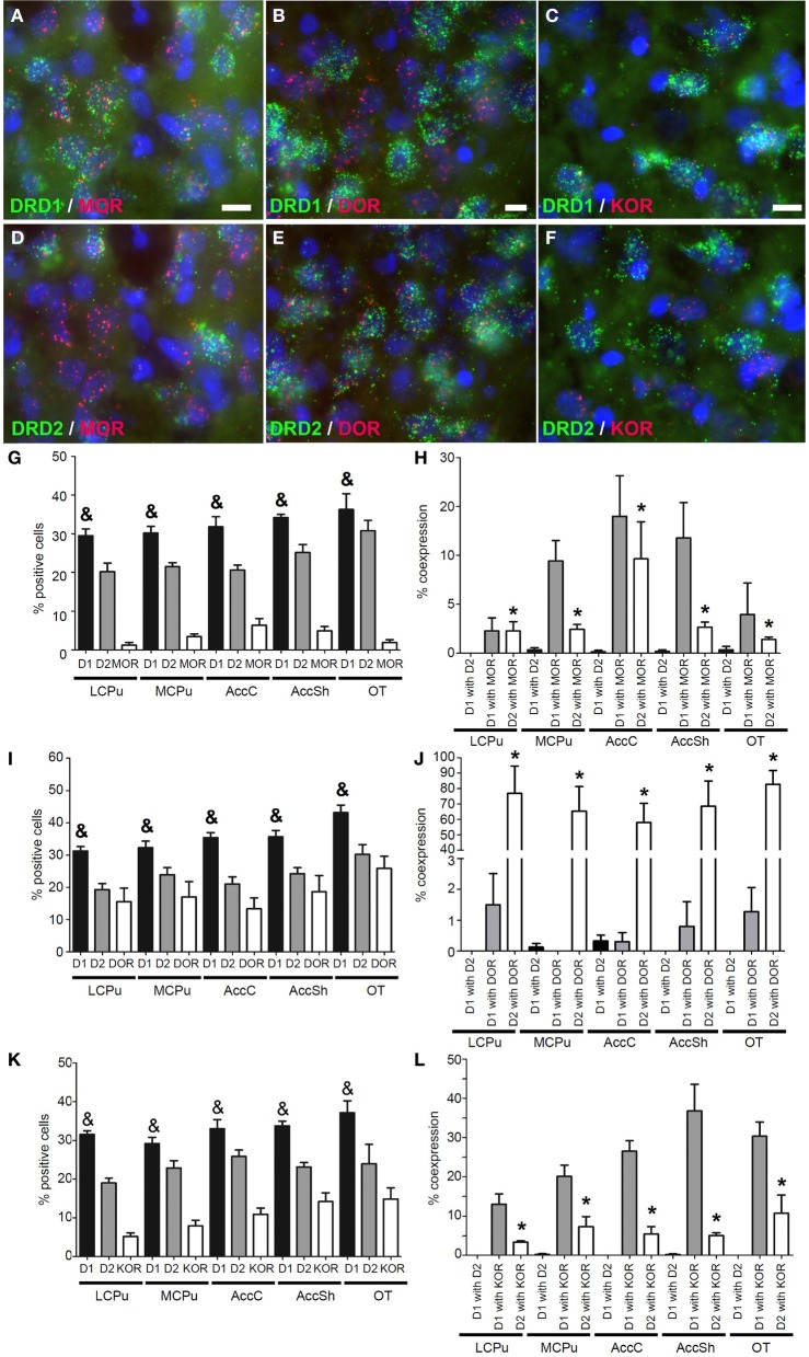 Coexpression of the opiate receptors with both DRD1 and DRD2. (A–F) Example of staining in the striatum. Nuclei were stained using DAPI (blue). Coexpression depicted in red and green for the described receptors. White bar, 25 μm. (A,D) Coexpression for DRD1 and mu-opioid receptor (MOR), also for DRD2 and MOR. (B,E) Coexpression for DRD2 and delta-opioid receptor (DOR), none found for DRD1 and DOR. (C,F) Coexpression for DRD1 and kappa-opioid receptor (KOR), and some coexpression for DRD2 and KOR. (G,I,K) Quantification of coexpression of DRD1, DRD2, MOR, DOR and KOR. Bars represent the mean percentage (+s.e.m.) of DAPI stained nuclei that are positive for DRD1, DRD2, MOR, DOR, or KOR, where “&” indicates a significant difference of p < 0.05 in the mean percentage of DRD1 positive cells compared to DRD2 positive cells (as determined by the Mann–Whitney U test). (H,J,L) Quantification of coexpression of DRD1 or DRD2 and MOR, DOR, or KOR. Bars represent the mean percentage (+s.e.m.) of cells expressing DRD1 also expressing DRD2, the percentage of DRD1 expressing cells also expressing MOR, DOR, or KOR and the percentage of DRD2 expressing cells also expressing MOR, DOR, or KOR, where “*” indicate significant differences of p ≤ 0.05 in the percentage of cells that coexpress DRD1 and MOR, DOR or KOR compared to cells that coexpress DRD2 and MOR, DOR, or KOR (as determined by the Mann–Whitney U test).