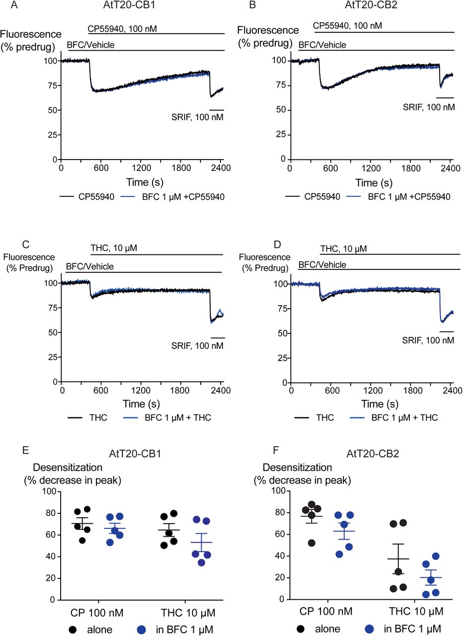 The effect of brodifacoum (BFC) on CP55940 and Δ9-THC mediated desensitization of signalling in AtT20-CB1 and -CB2.Representative traces showing desensitization of signalling in AtT20-CB1 and AtT20-CB2 on prolonged stimulation with A), C) CP55940 (100 nM) or B), D) Δ9-THC (10 µM) in the presence of BFC 1 µM or HBS. Cells were challenged with somatostatin (100 nM) after 30 minutes of CP55940 or Δ9-THC. Drugs were added for the duration of the bar; the traces are representative of at least five independent experiments. Scatter dot plot representing desensitization of E) CB1 and F) CB2 on exposure to CP55940 or Δ9-THC for 30 mins in the presence of BFC 1 µM or HBS. This plot shows percentage desensitization comparing peak fluorescence after the addition of drugs and 30 mins post addition. Data represents the mean ± SEM of five independent determinants performed in duplicate.