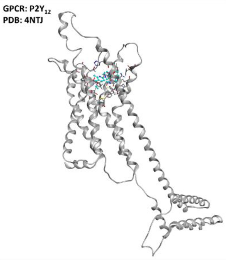 Representation of the structure of the P2Y12 receptor (sourced from the Protein Data Bank, PDB code: 4NTJ [101], method: X-ray diffraction, resolution: 2.62 Å). The image was created and rendered with MOE.