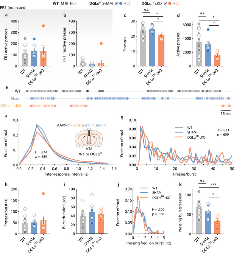 DGLα deletion from VTA dopamine neurons blunts spontaneous task engagement without motor, genotypic or viral confounds.a, b Unchanged non-cued, active and inactive lever pressing behavior (FR1) after DGLα deletion (one-way ANOVAs; activeF2,22 = 0.22, p = 0.80; inactiveF2,22 = 0.26, p = 0.76) [WT, n = 12 (7 M,5 F); DGLαf/f sham, n = 6 (3 M,3 F); DGLαTH cKO, n = 8 (4 M,4 F)]. c During PR, DGLαTH cKO exhibited fewer rewards earned (Kruskal-Wallis; H3 = 7.18, p = 0.02) (Dunn’s post hoc test; WT vs cKO *p = 0.015, SHAM vs cKO *p = 0.028) [WT, n = 12 (7 M,5 F); DGLαf/f sham, n = 6 (3 M,3 F); DGLαTH cKO, n = 8 (4 M,4 F)] and (d) total active lever presses (Welch’s ANOVA; F2,10.89 = 5.54, p = 0.01) (Dunnett’s post hoc test; WT vs cKO *p = 0.023, SHAM vs cKO *p = 0.039) [WT, n = 11 (6 M, 5 F); DGLαf/f sham, n = 6 (3 M,3 F); DGLαTH cKO, n = 8 (4 M,4 F)]. e Representative lever-pressing timestamps. Lines correspond to individual lever press. Circles indicate the first and last lever press of each ‘burst’. f Frequency distribution of inter-response intervals during PR testing (Kruskal-Wallis; H = 0.74, p = 0.68). g Number of lever presses per burst distributed equally among groups (Kruskal–Wallis; H = 0.83, p = 0.65). h Lever presses on each responding burst did not vary across groups (one-way ANOVA; F2,22 = 0.27, p = 0.76) [WT, n = 12 (7 M, 5 F); DGLαf/f sham, n = 6 (3 M,3 F); DGLαTH cKO, n = 8 (4 M,4 F)]. i Average duration of lever pressing burst was not affected (one-way ANOVA; F2,22 = 0.65, p = 0.52) [WT, n = 12 (7 M,5 F); DGLαf/f sham, n = 6 (3 M,3 F); DGLαTH cKO, n = 8 (4 M,4 F)]. j All three groups displayed similar distributions of high- and low-frequency lever pressing bursts during PR (Kruskal–Wallis; H = 0.30, p = 0.85). k DGLαTH cKO exhibited a reduced number of lever pressing bursts (one-way ANOVA; F2,23 = 12.20, p = 0.002) (Holm-Šídák; WT vs cKO **p = 1.6·10−4, SHAM vs cKO *p = 0.018) [WT, n = 11 (6 M,5 F); DGLαf/f sham, n = 6 (3 M,3 F); DGLαTH cKO, n = 8 (4 M,4 F)]. Data are presented as mean ± SEM.