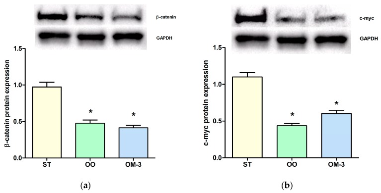 (a) western blotting analysis of expression of the β-catenin protein in intestinal tissue of treated ApcMin/+ mice; (b) western blotting analysis of expression of the c-myc protein in intestinal tissue of mice. ST = control group; OO = olive oil group; OM-3 = ω-3 PUFAs group. * p < 0.05 (ANOVA and Dunnett’s multiple comparison test, each experimental group vs. the ST group).