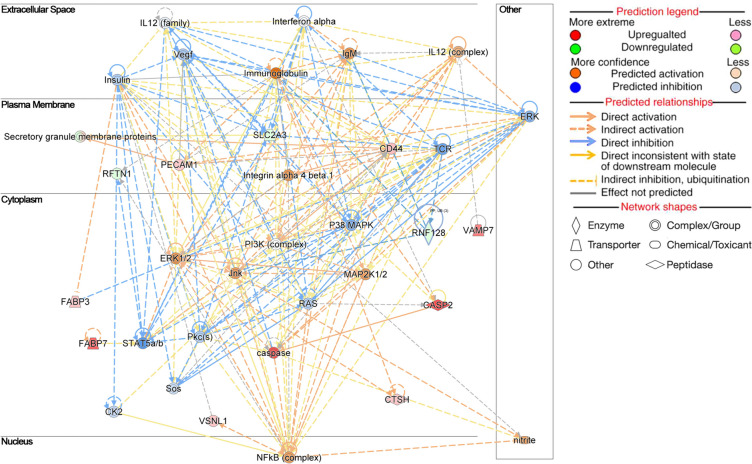 Selected top scoring biological networks obtained for FLX vs. CTL using IPA analysis. Network ‘Lipid Metabolism, Molecular transport, and Protein synthesis’ includes the DAPs: CASP2 Caspase 2, CD44 Antigen CD44, FABP3 Heart-type fatty acid binding protein, FABP7 Brain-type fatty acid binding protein, brain, NFkB-complex NFKB2 protein, and P38 MAPK p38 mitogen-activated protein kinase. The image was generated using www.qiagen.com/ingenuity
