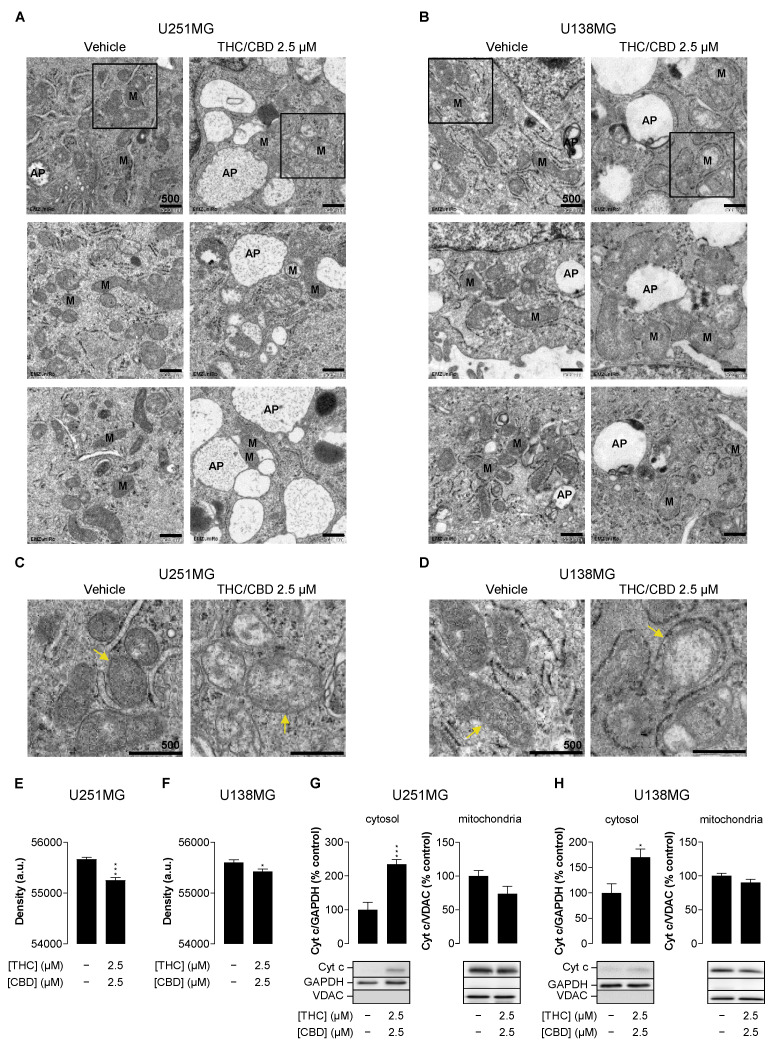 Influence of THC and CBD on mitochondrial structure and permeability of human glioblastoma cells. Representative images from transmission electron microscopy of U251MG (A) and U138MG cells (B) treated for 24 h with vehicle (left) or 2.5 µM THC/CBD (right). The marked structures correspond to mitochondria (M) and autophagosomes (AP), respectively. (C,D) are enlarged views of the outlined areas in (A,B), with yellow arrows indicating the mitochondria marked in the overview images. Mitochondrial density of all mitochondria per image was quantified as intensity value subtracted from maximal display value (E,F). Data were obtained from 7 images/108 mitochondria (vehicle), 7 images/58 mitochondria (THC/CBD, panel E), and 11 images/115 mitochondria (vehicle) or 8 images/74 mitochondria (THC/CBD, panel F), respectively. Cytochrome c (Cyt c) was determined by Western blot analysis in the cytosolic and isolated mitochondrial fraction (G,H). A representative Western blot and the quantitative analysis of n = 3–5 independent experiments are shown. The values correspond to the mean values ± SEM. * p ≤ 0.05, *** p ≤ 0.001 vs. corresponding vehicle control, unpaired two-tailed t test.