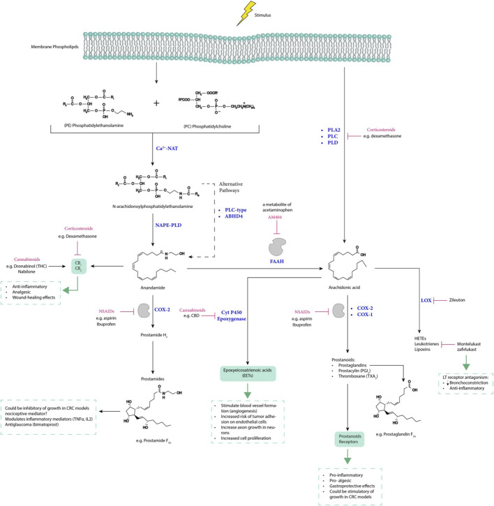 The interplay between arachidonic acid, endocannabinoids, and prostamides, along with drugs that modulate their expression, influences inflammatory-related diseases. LT receptor, leukotrienes receptor; LOX, lipoxygenase; CBD, cannabidiol; THC, tetrahydrocannabinol; NAPE-PLD, N-acylphosphatidylethanolamine-specific phospholipase D; PLC, phospholipase C; ABHD4, α/β-hydrolase domain-containing 4; AM404, N-arachidonoylphenolamine; Ca2+−NAT, calcium-dependent N-acyltransferase; PLA2, phospholipase A2; PLD, phospholipase D; FAAH, fatty acid amide hydrolase; and HETEs, hydroxyeicosatetraenoic acids.