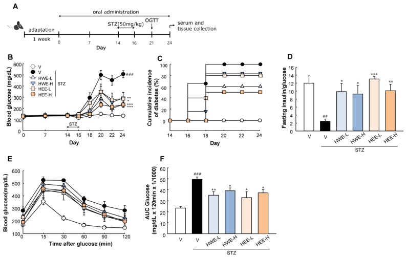 Effects of hemp root extracts on glucose homeostasis. (A) Timeline of the study. (B) Blood glucose concentrations during experimental period. (C) Cumulative incidence of diabetes was calculated as the percentage of hyperglycemic mice (glucose level ≥ 250 mg/dL) at each time point. (D) The ratio of fasting plasma insulin (pg/mL) to blood glucose (mg/dL) was used as an index of insulin deficiency in mice. (E) Glucose concentrations during oral glucose tolerance test with (F) corresponding area under the curve (AUC) measured at Day 21. V, vehicle; HWE-L, hemp root water extract at low dose; HWE-H, hemp root water extract at high dose; HEE-L, hemp root ethanol extract at low dose; HEE-H, hemp root ethanol extract at high dose. Data are shown as means ± SEM (n = 6–7). ## p < 0.01, ### p < 0.001 vs. non-STZ vehicle group; * p < 0.05, ** p < 0.01, *** p < 0.001 vs. STZ-vehicle group.