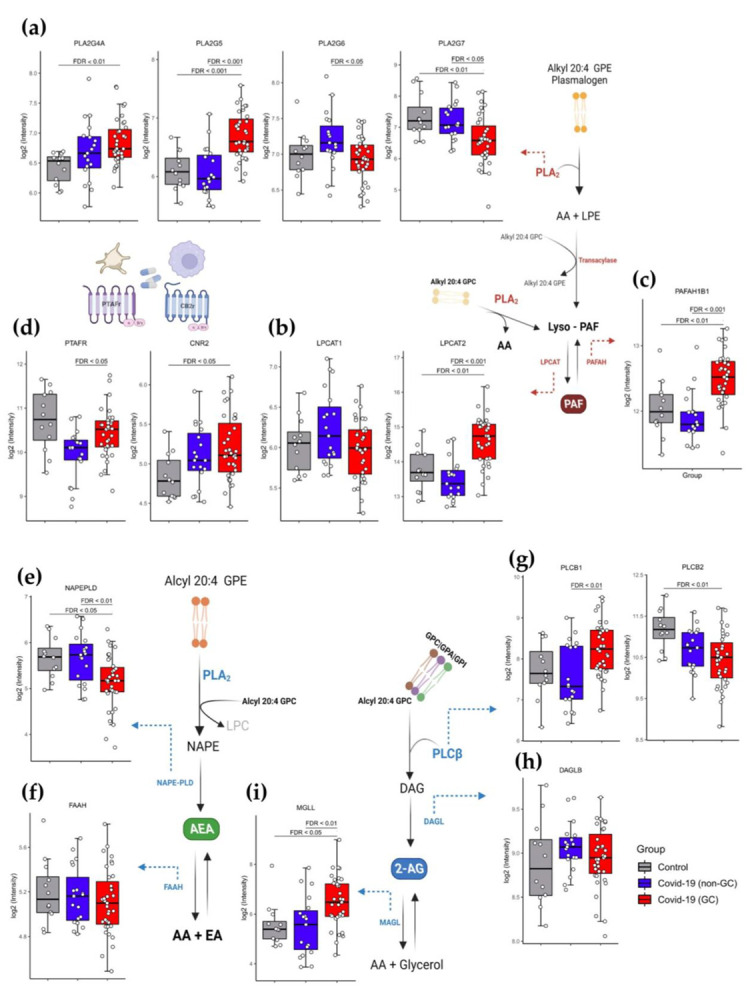 The influence of GCs in the gene expression of enzymes and receptors related to the eCB and PAF pathway in whole blood leukocyte transcriptomic data. Schematic representation of the PAF formation pathway, involved the genes: (a) PLA2G4A, PLA2G5, PL2G6 and PL2G7; (b) LPCAT1 and LPCAT2; (c) PAFAH1B1 and (d) PTAFR and CNR2. On behalf of eCB pathway for AEA formation, the gene expression: (e) (NAPEPLD) and (f) (FAAH); and 2-AG formation: (g) PLCB1; PLCB2; (h) DAGLB; (i) MGLL. Differential expression was carried out between Healthy control (n = 12), COVID-19 non-CG (n = 19), and COVID-19 GC (n = 35) groups. The log2 of normalized gene expression profiles for analyzed groups were showed as boxplots. Significant differences in transcript expression was accessed using Benjamini and Hockberg adjusted p-values to controlling false discovery rate (FDR) obtained from whole transcriptome differential expression analysis considering a threshold of FDR < 0.05. Table S2 contained gene fold change values, nominal and FDR adjusted p-values obtained from the differential expression analysis between the analyzed groups.