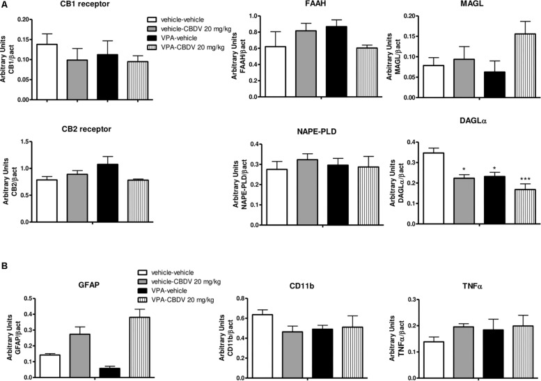 Effect of prenatal VPA exposure and symptomatic CBDV 20 mg/kg/day treatment on protein levels of (A) components of the endocannabinoid system and (B) the astrocyte marker GFAP, the microglia marker CD11b and the pro-inflammatory cytokine TNF-α in the PFC as measured by means of Western blot analysis in cytosolic fractions. Data represent mean ± SEM of n = 3 vehicle-vehicle, n = 3 vehicle-CBDV 20 mg/kg, n = 5 VPA-vehicle, n = 5 VPA-CBDV 20 mg/kg and were analyzed using two-way ANOVA followed by Tukey’s post hoc test. (∗∗p < 0.01, ∗p < 0.05 vs. vehicle-vehicle).