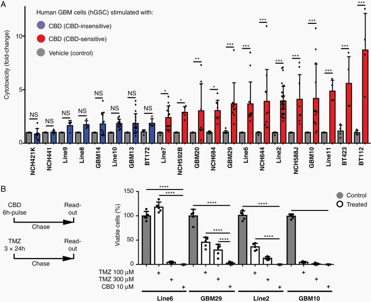 CBD (cannabidiol) is a promising therapeutic for a large range of human GBM stem-like cells (GSC). (A) Human primary, stem-like hGSC cultures (recapitulating the inter-individual genetic heterogeneity of GBM) were either maintained under control conditions (0.01% DMSO) or treated with CBD (10 µM) and cytotoxicity was quantified: Controls (gray bars) were arbitrarily set as “1” and fold-change of CBD-induced cytotoxicity is indicated. (B) Therapeutic effects of CBD were compared to the standard of care (the chemotherapeutic temozolomide; TMZ) in a pulse-chase paradigm; statistical significance in (A and B) was investigated by 1-way ANOVA with Bonferroni’s pairwise comparison test (NS, non-significant; *P < .05, **P < .005, ***P < .001, ****P < .0001).