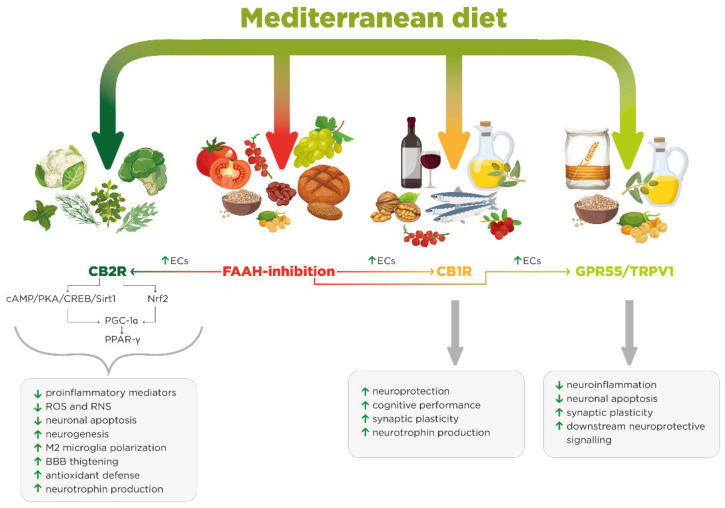 Mediterranean diet activity on EC receptors (CB1R, CB2R, GPR55/TRPV1) and on FAAH inhibition.