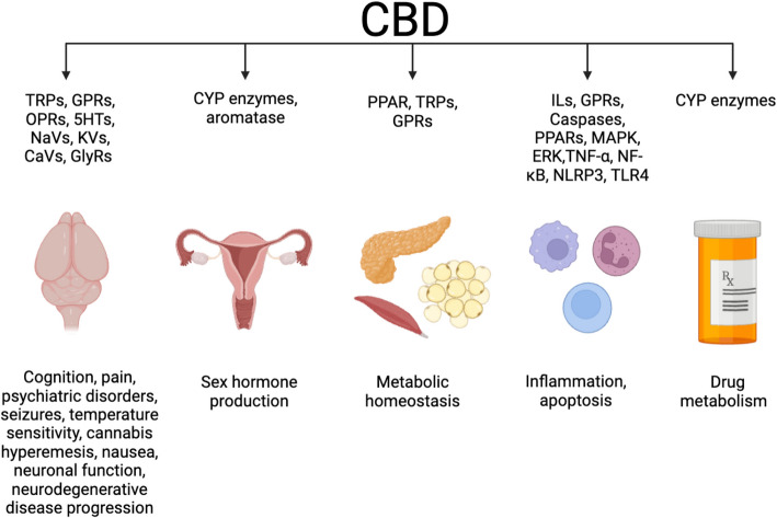 Graphical Summary. This graphical abstract summarizes the CBD pathways discussed, including the endocannabinoid system, ion channels, cytochrome P450 enzymes, those involved in energy homeostasis, inflammatory pathways, apoptotic pathways, and sex hormone regulation. Additionally, this figure introduces the biological processes discussed herein, including psychiatric disorders, seizure activity, nausea and vomiting, pain sensation, thermal regulation, neuronal signaling, neurodegenerative diseases, reproductive aging, drug metabolism, inflammation, sex hormone regulation, and energy homeostasis. Created with BioRender.com
