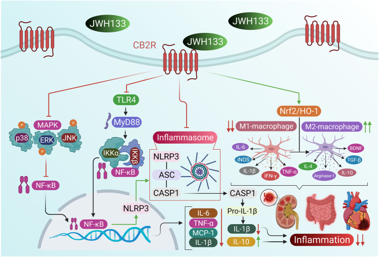 The anti-inflammatory activity and mechanisms of JWH133.