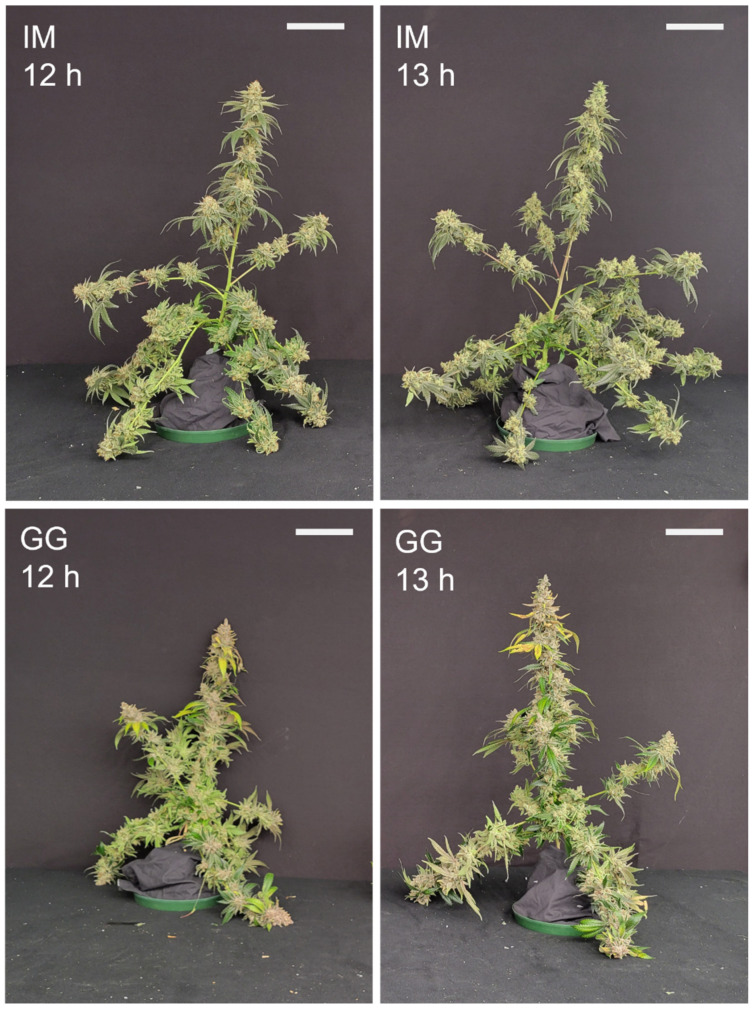 Whole-plant images with the fan leaves removed of representative plants of C. sativa ‘Incredible Milk’ (IM) and ‘Gorilla Glue’ (GG) on days 58 and 72, respectively, after the start of the photoperiod treatments. The white scale bars in each image are 15 cm.