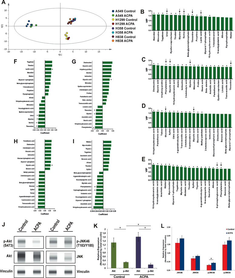 ACPA inhibits p-Akt, induces p-JNK and affects levels of specific metabolites in NSCLC lines.a Principal component analysis (PCA) score plot: Metabolomics profiling of control and ACPA-treated A549, H1299, H358, and H838 cells. b Changes in variable importance in projection (VIP) values for 19 metabolites in A549 cells. c, d, e Changes in VIP values for 20 metabolites in H1299, H358, and H838 cells. Significantly changed metabolites (*p < 0.05, indicated by arrows) were matched to apoptotic pathways. f, g, h, i Increase and decrease in several metabolites of ACPA-treated A549, H1299, H358, and H838 cells (*p < 0.05). j Simple Western showing total Akt, p-Akt (S473), total JNK46 and JNK54 and p-JNK46 and p-JNK54 (T183/Y185) in A549 cells at 24 hours after treatment with IC50 dose of ACPA. k Relative expression levels of Akt and p-Akt for control and ACPA-treated A549 cells after normalization by total vinculin protein. l Relative expression levels of JNK (46 and 54 kDa) and p-JNK for control and ACPA-treated A549 cells after normalization by total vinculin protein. *p < 0.05, Student’s t-test. All tests were done in quadruplicates.