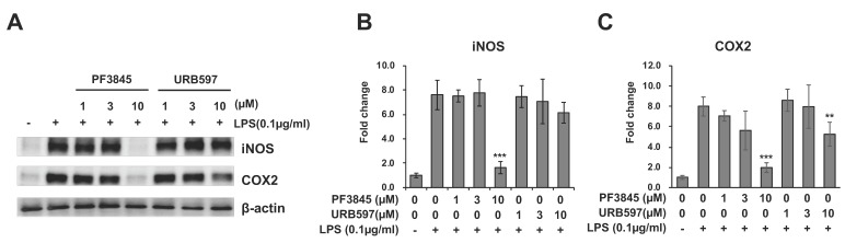 Expression of iNOS and COX-2 after FAAH inhibitor treatment. BV2 cells were treated with LPS and FAAH inhibitor for 18 h. The cell lysate was employed for western blotting with β-actin, iNOS, and COX-2 antibodies (A). Protein expression levels were assessed by quantifying band intensity, and relative expression to β-actin is shown in (B) for iNOS and in (C) for COX-2. The + and – symbols indicate the presence or absence, respectively, of LPS. Data are presented as means ± S.D. (n = 3). ** and *** denote p < 0.01 and p < 0.001, respectively.