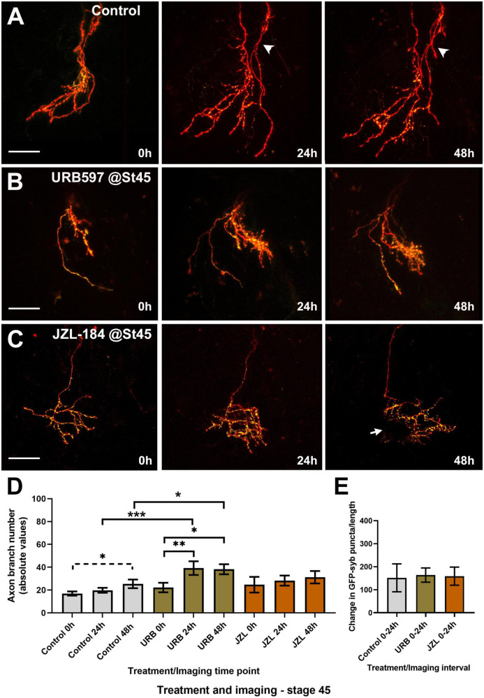 Global URB597 treatment at stage 45 increases the complexity of actively branching RGCs in vivo. (A–C) Sample RGC axons in stage 45 tadpoles transfected with tdTomato and GFP-synaptobrevin plasmids. Tadpoles imaged in vivo at stage 45 before (0 h), and 24, and 48 h after vehicle (A; Control), URB597 (B), or JZL184 (C) bath treatment. RGC axons gradually increased their number of branches over a period of 48 h. Arrowhead in (A), points to a second axon. Arrow in (C) points to an area of the arbor obscured by a pigment cell. Scale bars = 50 μm. (D) Quantitative analysis of branch number in RGC axons in URB597-treated tadpoles shows a faster and significant increase in branch number during the first 24 h of treatment, resulting in a higher number of branches by 24 and 48 h vs. controls (n = 10 axons per condition). No significant difference in the number of branches was observed for axons in JZL184 treated tadpoles at any observation interval when compared to axons in control tadpoles. (E) The density of GFP-synaptobrevin puncta per arbor was calculated as the number of puncta per 20 μm. No significant difference in puncta density before and 24 h after treatment (change in GFP-synaptobrevin puncta/length 0–24 h) was observed in axons from URB597- or JZL184-treated tadpoles when compared to controls. Analysis by ANOVA with Sidak’s multiple comparisons tests and Student’s t-test. Mean ± SEM, *p ≤ 0.05, **p ≤ 0.005, ***p ≤ 0.001.