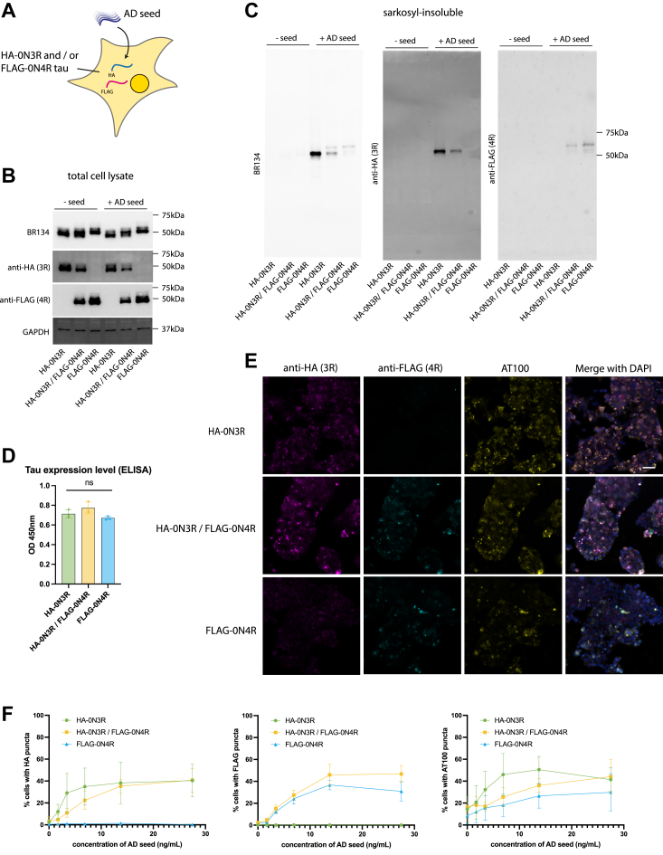 Seeded aggregation of 3R and 4R tau in co-expressing cell lines.A, diagram depicting HEK293 cell line expressing HA-0N3R and/or FLAG-0N4R tau and seeded with AD seed. B, immunoblot images of total cell lysate of HEK293 cells expressing HA-0N3R, HA-0N3R/FLAG-0N4R, or FLAG-0N4R cells using C-terminal tau (BR134), anti-HA, and anti-FLAG antibodies. C, Immunoblot images of sarkosyl-insoluble fraction of HEK293 cells expressing HA-0N3R, HA-0N3R/FLAG-0N4R, or FLAG-0N4R cells using C-terminal tau (BR134), anti-HA, and anti-FLAG antibodies and seeded with AD. D, total tau (HT7) ELISA showing relative expression levels of HA-0N3R, HA-0N3R/FLAG-0N4R, or FLAG-0N4R cell lines. Ordinary one-way ANOVA (p > 0.05). E, representative immunofluorescence images of cell lines seeded with AD using AT100 (pS212/pT215), anti-HA, and anti-FLAG antibodies. F, quantification of the percentage of seeded cells with a titration of AD seed using anti-HA, anti-FLAG, or AT100 antibodies.