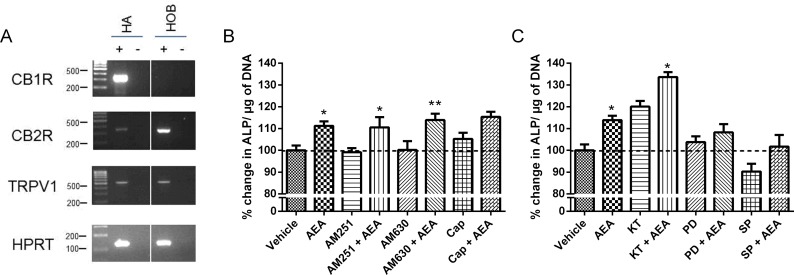 Effect of anandamide on HOB proliferation and differentiation in the presence of cannabinoid receptor antagonists and intracellular signalling inhibitors.(A) RT-PCR analysis of cannabinoid receptor mRNA expression in HOBs. Human astrocytes (HA) were used as a positive control for CB1R, CB2R and TRPV1 expression. Hypoxanthine-guanine PhosphoRibosylTransferase (HPRT) was used as the control house-keeping gene. (B) ALP production, normalised to DNA content, was measured in HOBs grown for 4 days and treated with 10μM anandamide (AEA) only, or 10μM anandamide and the following antagonists and inhibitors. Cells were treated with AM251 (100nM, CB1R antagonist), AM630 (100nM, CB2R antagonist) or Capsazepine (1μM, Cap, TRPV1 antagonist) for 30 minutes before the addition of vehicle or anandamide. (C) Cells were treated with KT5720 (500nM, PKA inhibitor), PD98059 (1μM, MEK inhibitor) or SP600125 (10μm, JNK inhibitor) for 30 minutes before the addition of vehicle or anandamide. Data given as mean ± S.E.M., n = 9, from 3 experiments. * P<0.05, ** P<0.01, compared to antagonist/inhibitor only; one-way ANOVA with Sidak’s multiple comparisons test.