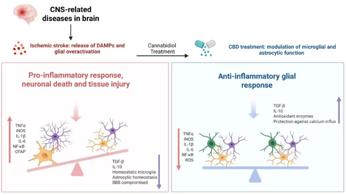 Schematic representation of glial responses in ischemic stroke and the modulatory effect of CBD treatment.On the left, ischemic stroke induces the release of DAMPs and leads to glial overactivation, resulting in a pro-inflammatory response, characterized by increased levels of TNF-α, iNOS, IL-1β, IL-6, NF-κB, and GFAP. These changes contribute to neuronal death, tissue injury, and BBB compromise. On the right, CBD treatment modulates microglial and astrocytic function, promoting an anti-inflammatory glial response. This is evidenced by increased levels of TGF-β, IL-10, antioxidant enzymes, and protection against calcium influx, alongside decreased expression of TNF-α, iNOS, IL-1β, IL-6, NF-κB, and ROS. The balance shifts toward neuroprotection and cellular homeostasis. Created with BioRender.com. BBB: Blood–brain barrier; CBD: cannabidiol; CNS: central nervous system; DAMPs: damage-associated molecular patterns; GFAP: glial fibrillary acidic protein; IL: interleukin; iNOS: inducible nitric oxide synthase; NF-κB: nuclear factor kappa B; ROS: reactive oxygen species; TGF-β: transforming growth factor-beta; TNF-α: tumor necrosis factor-alpha.