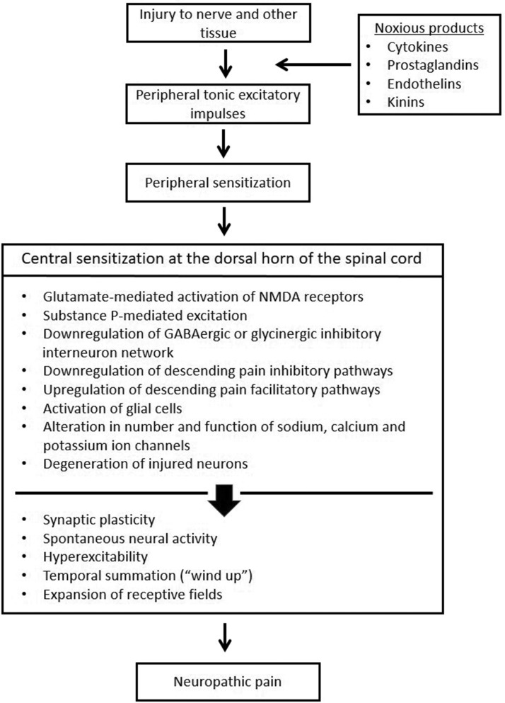 Neural events that lead to chronic neuropathic pain: NMDA receptor activation, substance P-mediated excitation, downregulation of GABAergic and glycinergic inhibitory interneuron network, downregulation of inhibitory and upregulation of excitatory descending pain circuits, activation of glial cells, and alterations in the numbers and/or functions of ion channels and degeneration of injured neurons (singularly or together) may lead to synaptic plasticity and dysfunction of neural connectivity at the level of the dorsal horn of the spinal cord, thereby causing central sensitization. Whereas central sensitization related to inflammatory pain is resolved with the resolution of inflammation, central sensitization is the mechanism that both drives and maintains neuropathic pain.8,61