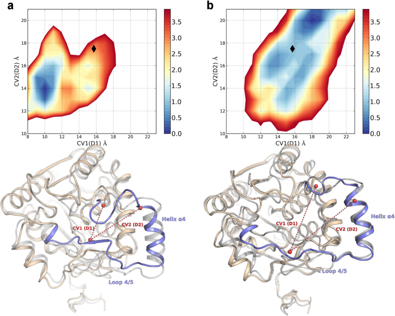 Comparison of the FES obtained for native hMGL in water (a) and in presence of a model membrane (b). Black diamonds mark the CVs values measured for the crystal structure of hMGL in its open conformation (PDB 3HJU, grey cartoon). For the free-energy minima, representative structures are reported; the lid domain portion corresponding to helix α4 and loop 4/5 is depicted in light blue. The CVs values extent is represented by red dashes. The structures from WT Metadynamics simulations are superposed to the crystal structure of hMGL in its open conformation (grey cartoon).