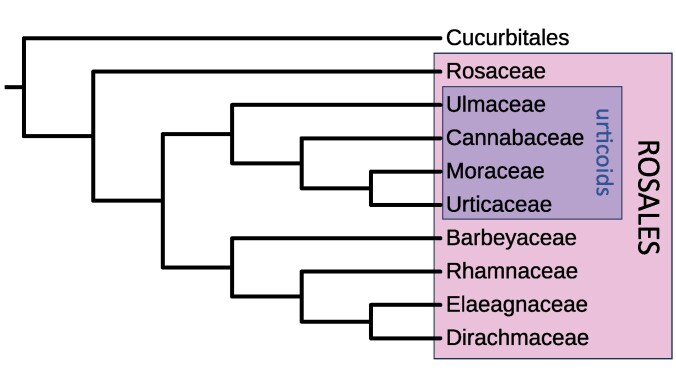 The summary phylogeny of the Rosales showing the uniformly apetalous ‘urticoid Rosales’ clade. Some other families in the Rosales are apetalous (Elaeagnaceae and Barbeyaceae), and there are a few apetalous genera in the Rosaceae, such as Alchemilla and Sanguisorba. Some families in the outgroup, Cucurbitales, also have apetalous members (the families Apodanthaceae and Datiscaceae are apetalous; in the Tetramelaceae, Tetrameles is apetalous; in the Begoniaceae, Begonia is interpreted as having a biseriate calyx, but no corolla).
