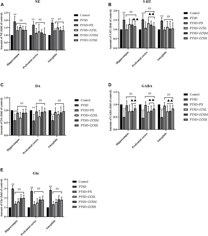 Effects of ZZX treatment on 5-HT, NE, DA, GABA, and Glu (A–E) levels in different brain regions of mice. Values are expressed as (mean ± SEM, n = 10–15). *p < 0.05, **p < 0.01 vs control group. # p < 0.05, ## p < 0.01 vs PTSD group. ▲p < 0.05, ▲▲p < 0.01 vs ZZXM group.