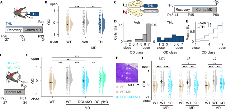 DGLα contributes to OD plasticity in a layer-specific manner(A) The left hemisphere of mouse V1 was continuously infused with THL, an inhibitor of DGL, using an osmotic pump. After recovery from pump implantation, the right eye was deprived of vision for 6 days. Neuronal activity in V1 was recorded from the left hemisphere.(B) Raincloud plots show the OD distribution of nondeprived wild-type mice (WT, n = 530 units in 12 mice), vehicle-treated MD mice (Veh-MD, n = 153 units in 4 mice), and THL-treated MD mice (THL-MD, n = 161 units in 4 mice). Pale colored circles indicate ODIs of individual spiking units. Clouds show kernel density estimation of ODI distribution. The black horizontal bar and error bars indicate mean ODI and 95% confidence interval (CI) calculated using bias-corrected and accelerated bootstrap methods, respectively. Negative and positive ODIs represent response preferences to deprived and nondeprived eyes, respectively.(C) THL was administered to kittens. THL or vehicle solution was continuously infused by an osmotic pump to the right or left hemisphere of kitten V1, respectively. The left eye was deprived for 5 days. Neuronal activity was obtained from both hemispheres.(D) OD histograms were obtained from vehicle-treated (Veh, n = 66 units) and THL-treated (THL, n = 128 units) hemispheres of kittens (n = 2). OD classes 1 and 7 indicate proportions of neurons only responding to deprived and nondeprived eyes, respectively. Neurons in class 4 respond equally to both eyes.(E) Cumulative representation of OD distribution in THL- and vehicle-treated groups in (D).(F) MD was performed for 6–7 days in DGLα and β KO mice. Following MD, visual responses were recorded from contralateral V1 to the deprived eye.(G) The distribution of ODIs in nondeprived wild-type mice (same data as in (B), monocularly deprived wild-type mice (WT-MD, n = 259 units in 6 mice), DGLα-KO mice (DGLαKO-MD, n = 261 units in 7 mice), and DGLβ-KO mice (DGLβKO-MD, n = 124 units in 4 mice).(H) Electric lesions (arrowheads) were made along an electrode track to locate recording sites in Nissl-stained coronal sections.(I) Raincloud plots show the OD distribution in each layer of three mouse groups at P32 (WT, n = 140 (L2/3), 86 (L4), and 150 (L5) units in 9 mice; WT-MD, n = 87 (L2/3), 52 (L4), and 86 (L5) units in 6 mice; DGLαKO-MD, n = 73 (L2/3), 67 (L4), and 97 (L5) units in 7 mice). Permutation test with Holm–Bonferroni method was conducted in (B), (G) and (I), and Kolmogorov-Smirnov test was performed in (E) (∗p < 0.05, ∗∗p < 0.01, ∗∗∗p < 0.001).See also Figure S1.