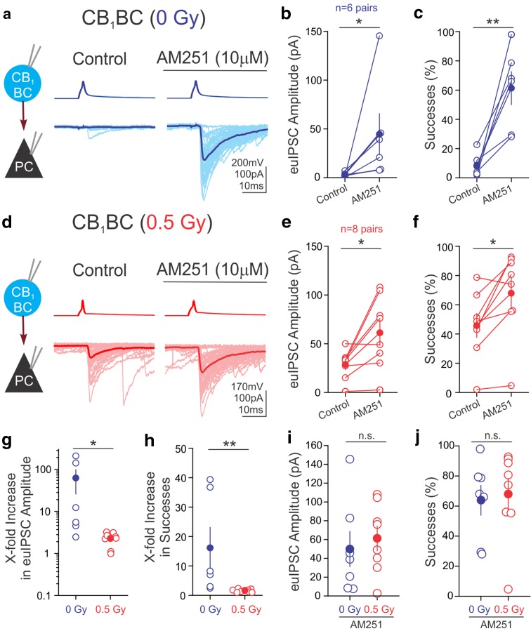 Reduced tonic cannabinoid signaling by irradiation. Representative traces of paired recordings from presynaptic CB1BCs (top, AP) and postsynaptic PCs (bottom, IPSCs) in control ACSF (Control) and during application of AM251 from control group (a) and irradiated group (d). Summary of the effects of AM251 on euIPSCs in control (b) and irradiated (e) groups. Percent of presynaptic APs resulting in successful IPSCs (successes) in the postsynaptic cell in control (c) and irradiated (f) groups. Application of AM251 causes more of an increase in euIPSCs (g) and successes (h) in controls than after irradiation. After application of AM251, the amplitude of euIPSCs (i) and successes (j) are not different between groups (n = 7 pairs, 0 Gy; n = 8 pairs, 0.5 Gy)