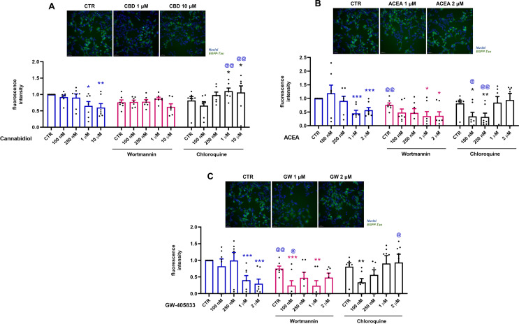 EGFP-Tau fluorescence intensity levels modulated by CBD, ACEA and GW-405,833 in the presence and absence of autophagic inhibitors. Cells were activated with doxycycline (1 µg/mL) for a period of 72 h, pre-treated with wortmannin (250 nM) and chloroquine (25 µM) for 30 min and then treated with CBD (100, 250 nM, 1 and 10 µM), ACEA (100, 250 nM, 1 and 2 µM) and GW-405,833 (100, 250 nM, 1 and 2 µM) for 24 h. Representative images for CBD (1 and 10 µM), ACEA (1 and 2 µM) and GW-405,833 (1 and 2 µM) were shown. (A) Data represent the means of tau fluorescence intensity after treatment with CBD, obtained by the analysis and normalized with the control group (mean ± SEM) *p<0.05 and **p<0.01 vs. CTR group; @@p<0.01 vs. respective group without inhibitors (n=7; two-way ANOVA, followed by the Sidak post-test). (B) Data represent the means of tau fluorescence intensity after treatment with ACEA obtained by the analysis and normalized with the control group (mean ± SEM). *p<0.05 and **p<0.01 vs. CTR group; @p<0.05 and @@p<0.01 vs. respective group without inhibitors (n=7; two-way ANOVA, followed by the Sidak post-test). (C) Data represent the means of tau fluorescence intensity after treatment with GW-405,833 obtained by the analysis and normalized with the control group (mean ± SEM). *p<0.05, **p<0.01 and ***p<0.001 vs. CTR group; @p<0.05 and @@p<0.01 vs. respective group without inhibitors (n=7; two-way ANOVA, followed by the Sidak post-test)