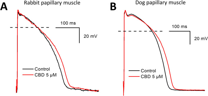 Effect of CBD on the action potentials recorded from rabbit (panel A) and dog (panel B) papillary muscles. Dashed lines indicate zero mV levels