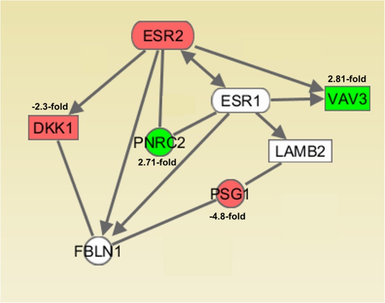 After knockdown of ERβ in RL95/2 cells, mRNA isolation and Affymetrix GeneChip transcriptome analysis, the results of Ingenuity IPA Software analysis (Ingenuity Systems, Stanford, USA) provide a network connecting the indicated regulated genes with ERα and ERβ. Solid arrows indicate combined effects on expression, phosphorylation or direct binding