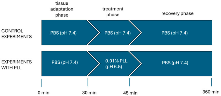 Schematic overview of the three experimental phases during which transepithelial electrical resistance of the urothelium was measured in a diffusion chamber system. The solutions to which the urothelial surface was exposed in each phase are indicated, while the serosal surface of the bladder tissue was continuously maintained in Dulbecco’s modified Eagle’s medium throughout the experiment. PBS, phosphate-buffered saline; PLL, poly-L-lysine.