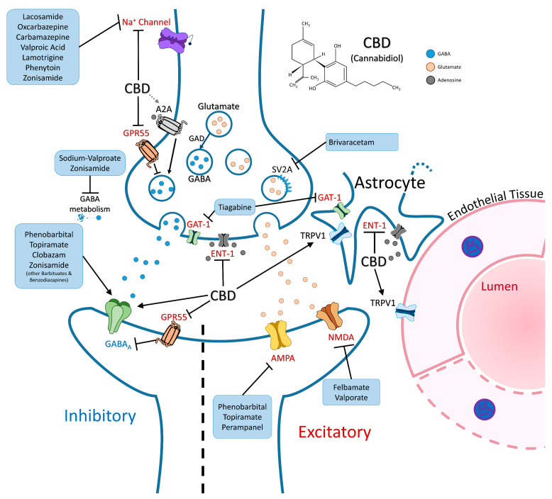 Diagram of cannabidiol in the context of common anti-seizure medications prescribed in SWS (not to scale). Overall, CBD has a pro-inhibitory effect via various receptor pathways. As proposed by Rosenberg et al. [43], GPR55 promotes the downregulation of GABAA receptor densities via the breakdown of gephyrin scaffolding; however, this effect is blocked by CBD. Activation of TRPV1 by CBD may regulate vasodilation and astrocytic movement post-seizure. Additionally, the regulation of the adenosine transporter (ENT-1) may play a bigger role in SWS by promoting both GABA release via A2A and AMPA endocytosis via A1. Adapted from Löscher and Klein 2021 [44]. Abbreviations: CBD (Cannabidiol); GABA (gamma-aminobutyric acid); GABAA (gamma-aminobutyric acid receptor A); AMPA (α-amino-3-hydroxy-5-methyl-4-isoxazolepropionic acid receptor); NMDA (N-methyl-D-aspartate receptor); TRPV1 (transient receptor potential vanilloid 1); GAD (glutamic acid decarboxylase); GAT-1 (gamma-aminobutyric acid transporter 1); A1 (adenosine A1 receptor); A2A (adenosine receptor subtype 2A); ENT-1 (equilibrative nucleoside transporter 1); GPR55 (G-protein coupled receptor 55); SV2A (Synaptic vesicle glycoprotein 2A).