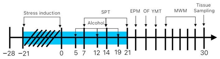 Schematic representation of the study protocol. The subjects underwent psychosocial stress between days −21 and 0. The stressors included the following: cage tilting at a 45-degree angle for 24 h (days −20, −15, −11, −4), removal of bedding for 24 h (days −16, −8, −1), cage switching for 24 h (day −3), exposure to a bright light beam for 1 min (days −18, −15, −10, −4, −1), and deprivation of food (days −15, −8, −1) or water (days −17, −12, −6, −2) for 24 h. The subjects underwent CBD and vehicle treatment, respectively, for 30 days. Alcohol exposure—days 5, 12, 19. Sucrose preference test (SPT) —days 7, 14, 21. EPM, elevated plus maze—day 22; OF, open field—day 23; YMT, Y maze test—day 24; MWM, Morris water maze—days 25–29; tissue sampling—day 30.