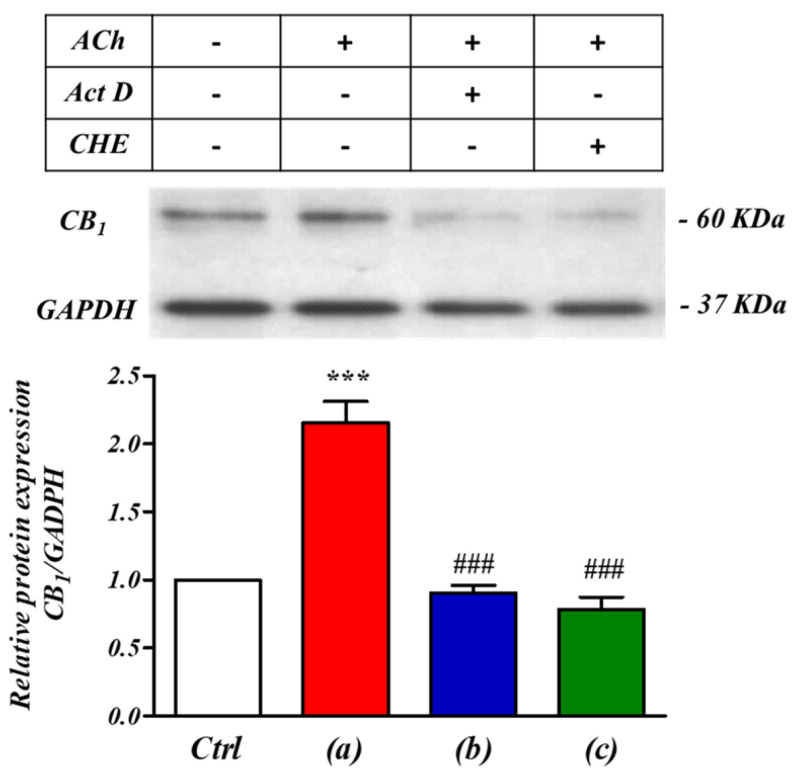 ACh ‘priming’ enhanced CB1 receptor expression levels through both transcriptional and translational mechanisms in SH−SY5Y human neuroblastoma cells. Western blotting analysis of endogenously expressed CB1 receptor levels in SH−SY5Y human neuroblastoma cells. CB1 receptor expression levels were significantly increased by the pre−stimulation with acetylcholine (ACh, 1 µM). This effect was abolished by pre−incubation (30 min) with the RNA polymerase inhibitor actinomycin D (Act D, 1 mM, (b)) or with the protein synthesis inhibitor cycloheximide (CHE, 10 nM, (c)). *** p < 0.001 vs. Ctrl, ### p < 0.05 vs. (a) ACh only. One−way analysis of variance followed by Multiple Comparison Test with Bonferroni’s correction (n = 6).
