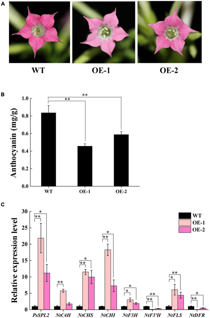 Overexpressing of PsSPL2 in tobacco. (A) Flowers from wild-type (WT) and transgenic tobacco plants (OE-1 and OE-2). (B) Anthocyanin contents in petals of WT and transgenic tobacco plants. (C) Expression patterns of endogenous flavonoid biosynthetic genes in the petals of WT and transgenic tobacco plants. Error bars represent standard error of the mean from three biological replicates. **P < 0.01, *P < 0.05.