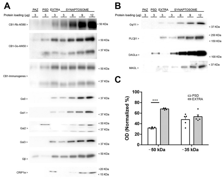 Subsynaptic compartmentalization of the CB1 receptor, the canonical transducers coupled to CB1 receptors and other proteins of the endocannabinoid system in PAZ, PSD, and EXTRA fractions isolated from cortical synaptosomes derived from wild-type mice. Representative Western blots carried out by immunoblotting increasing amounts of cortical synaptosomes (3, 6, 9, and 12 µg/lane) and different subsynaptic fractions of wild-type mice (3 µg/lane) using antibodies against CB1 receptor, Gαi/o subtypes, Gβ and Crip1a (A) and Gαq/11, PLC-β1, DAGL-α, and MAGL (B). Presynaptic fraction PAZ, postsynaptic fraction PSD, and extrasynaptic fraction EXTRA. Protein migration was consistent with their expected molecular mass. For the CB1 receptor and the Gαi2 protein, extra bands migrating at ~35 kDa and ~36 kDa were detected, respectively (CB1, 52.8 kDa; Gαo 40.1 kDa; Gαi1, 40.5 kDa; Gαi2, 40.4 kDa; Gαi3, 40.5 kDa; Gβ (common), 37.3 kDa and 36.3 kDa 1 and 2 isoforms; CRIP1a, 18.6 kDa; Gαq/11, 42.0 kDa; PLC-β1, 138.3 kDa and 133.3 kDa, the β1a and β1b isoforms, respectively; DAGL-α, 115.3 kDa; MAGL, 33.3 kDa). The molecular weights depicted correspond to the signal of the standard markers. (C) The bar graphs show the subsynaptic distribution of the CB1 receptor immunoreactive signals of ~50 kDa and ~35 kDa bands obtained with the CB1-Immunogenes, CB1-Go-Af450 and CB1-Rb-Af380 antibodies. The quantification was performed using data from the three antibodies together. The immunoreactive signals of PSD and EXTRA fractions are shown normalized to the total signal detected in both compartments. ~50 kDa: EXTRA 67.9 ± 0.7 vs. PSD 32.0 ± 0.7; ~35 kDa: EXTRA 52.8 ± 3.9 vs. PSD 47.9 ± 4.8. Values correspond to the means ± SEM of five independent assays, using subsynaptic fraction preparations obtained from a pool of cerebral cortices of eight adult mice. Unpaired two tailed t test. *** = p < 0.001.