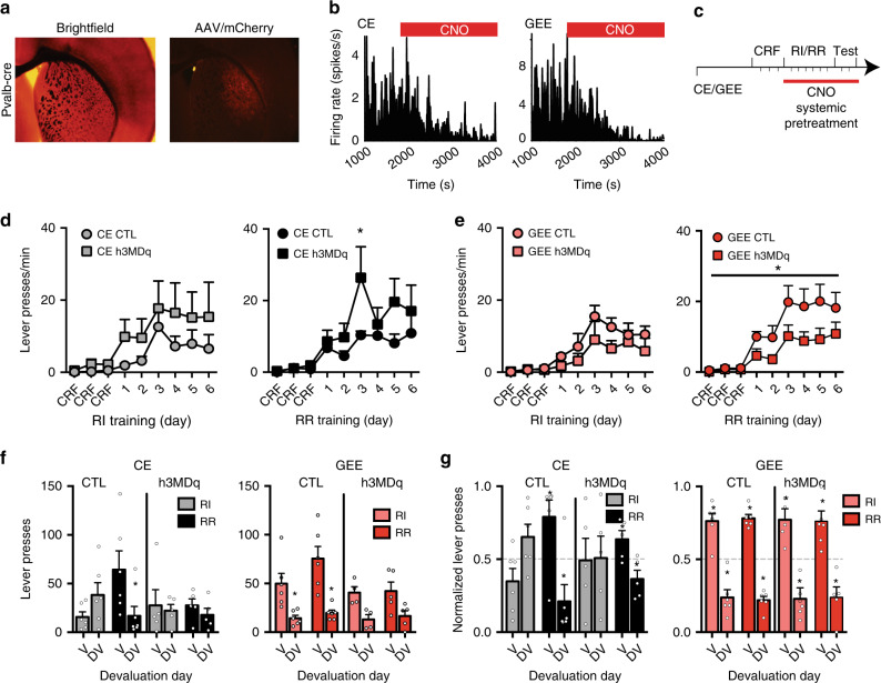 Chemogenetic activation of parvalbumin-expressing DLS interneurons rescues GEE-induced increases in lever-pressing rate.a Brightfield and fluorescent image of AAV/mCherry expression in the DLS of Pvalb-Cre mice. b Firing rate of DLS putative MSNs is decreased after i.p. injection of CNO in both CE (left panel) and GEE (right panel) mice. c Schematic diagram showing systemic pretreatment with CNO throughout RI/RR training and subsequent outcome devaluation testing. d Rate of lever-pressing during training under RI (gray) and RR (black) schedules in CE mice without (circle) and with (square) CNO activation of h3MDq receptors. e Rate of lever-pressing during training in RI (pink) and RR (red) schedules in GEE mice without (circle) and with (square) CNO activation of h3MDq receptors. Lever presses f and normalized lever-pressing g in RI and RR trained contexts during outcome revaluation testing in Valued (V) and Devalued (DV) states in CE and GEE mice with and without CNO activation of h3MDq receptors. Error bars equal ± SEM, *p < 0.05.