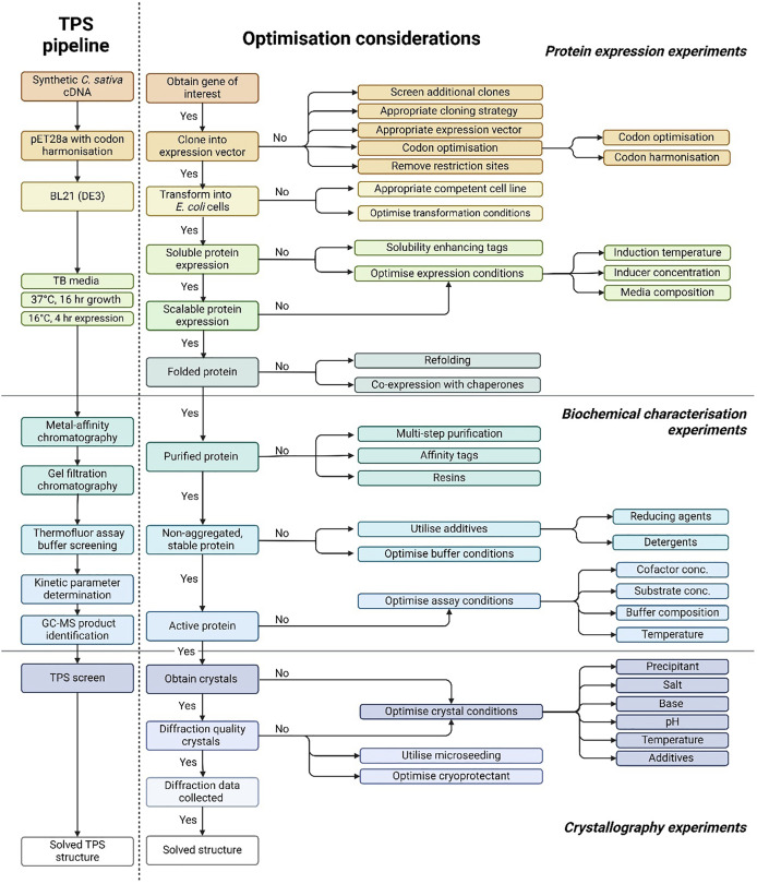 Pipeline for the functional and structural characterisation of Cannabis sativa terpene synthase enzymes.The comprehensive methodology for terpene synthase crystallography, highlighting the critical pre-crystallisation screening steps essential for successful crystal formation. The approach integrates key information from protein expression, biochemical characterisation, and secondary structure prediction, facilitating the design of optimised protein constructs and crystallisation conditions to enhance the likelihood of obtaining high-quality terpene synthase crystals.