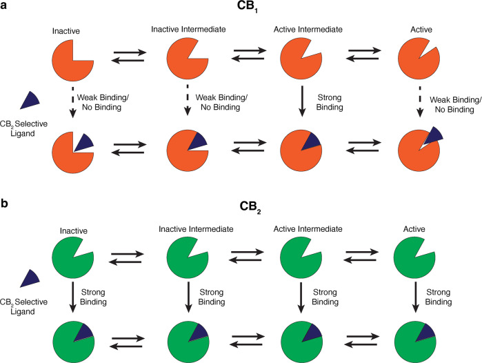 Cartoon representation of the hypothesis describing the subtype selectivity of the CB2 selective agonists.a According to the proposed hypothesis, binding pocket volume of CB1 (Color: Orange) changes during the activation process. CB2 selective agonists (Color : Blue) may bind into specific intermediate states of CB1 decreasing overall binding affinity. b Contrastingly, these ligands prefer binding pocket shape of CB2 (Color: Green), which retains this generalized shape during activation process.