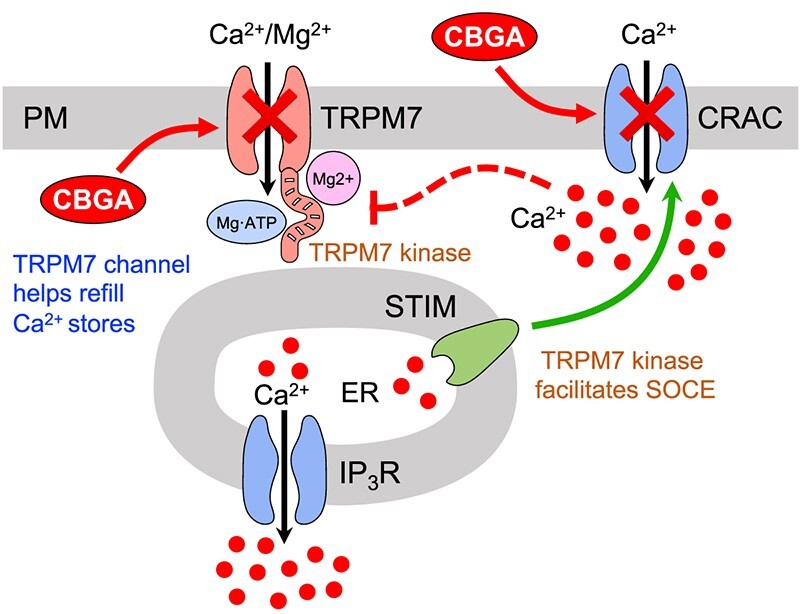 Graphical Abstract