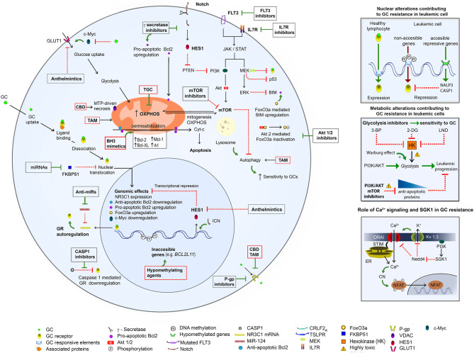 An overview of mechanisms of GC resistance in ALL and pharmacological strategies to overcome it. (Left) GC resistance in ALL is related to different genetic aberrations (see references in the text), which cause (1) upregulation of Notch, IL7R, Flt3, and MEK/ERK pathways, with a consequent upregulation of PI3K/Akt/mTOR and Glut1 and acceleration of cellular growth and metabolism; (2) downregulation of the proapoptotic proteins (BIM) and upregulation of the antiapoptotic proteins (Bcl-2, Bcl-XL, Mcl-1, and A1), with a consequent apoptosis inhibition; (3) overexpression of MDR proteins. A hypermethylation of BCL2L11 results in its inaccessibility to the transcriptional upregulation by a GR (left and upper right). The mTOR activation causes upregulation of glycolysis (middle right) and OXPHOS, and inhibition of autophagy. Upregulation of glycolysis can be opposed by the inhibition of hexokinase (HK), the first glycolytic enzyme. Ca2+ signaling is involved in the NFAT activation via the Ca2+-dependent dephosphorylation by calcineurin (CN). A sustained Ca2+ signal is achieved due to a repression of the recycling of ORAI (main Ca2+ influx component) and Kv1.3 (mediating K+ efflux, which supports Ca2+ influx) proteins via the PI3K/SGK1 pathway (lower right). The above mechanisms can be opposed by inhibitors of FLT3, IL7R, γ secretase, Akt1/2, P-gp, glycolysis, PI3K/AKT, SGK, and mTOR as well as by BH-3 mimetics and hypomethylating agents. A possible toxicity of PI3R/AKT/mTOR inhibitors as well as of glycolysis/ hexokinase (HK) inhibitors 3-bromopyruvate (3-BP), 2-deoxy-D-glucose (2-DG), 1-(2,4-dichlorobenzyl)-1H-indazol-3 carboxylic acid) (lonidamine, LND) needs to be considered. Some re-purposed drugs may improve antileukemic protocols: (1) TGC, which targets mitochondria and OXPHOS; (2) CBD, which targets mitochondria, causes the MTP-driven necrosis and inhibits P-gp; (3) TAM, which targets mitochondria, induces autophagy, inhibits P-gp and enhances the sensitivity to GCs; (4) anthelmintics, which inhibit GLUT1 and Hes1. For more details please consult the text.