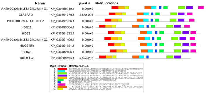 Schematic representation of conserved motifs in cannabis HDZ IV proteins.