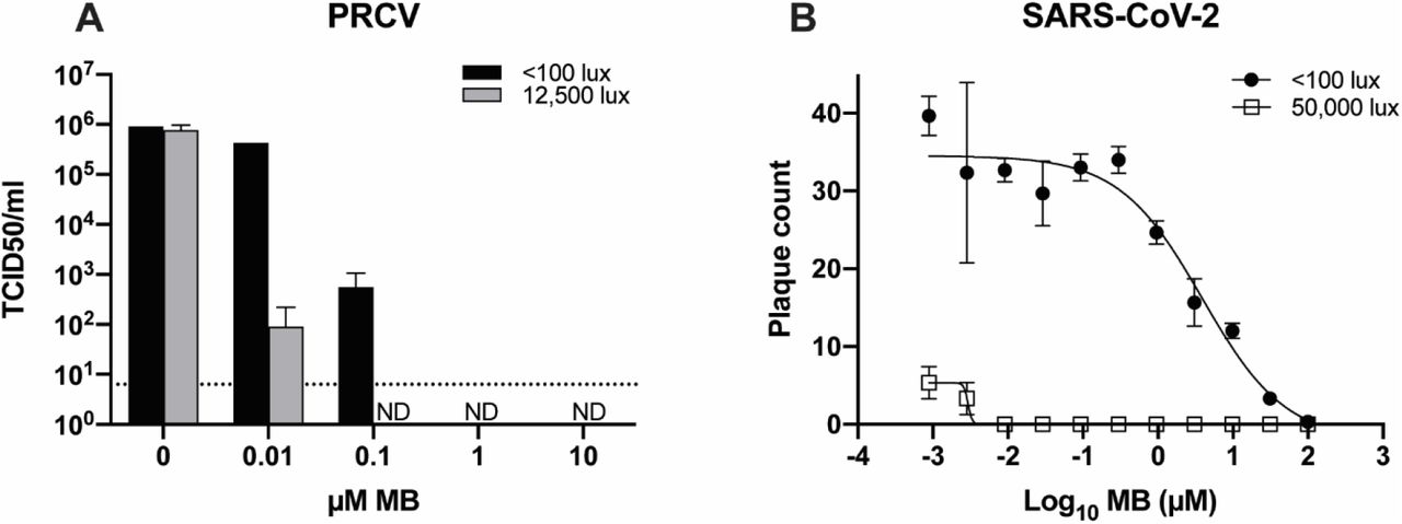 Inactivation of PRCV and SARS-CoV-2 using methylene blue and light (MBL).(A) To determine the efficacy of different MB concentrations, serial dilutions of MB were added to wells of a 48-well plate containing 10 µL PRCV (2×107 TCID50/ml). Technical triplicates were performed using three separate plates. Plates were either exposed to a red-light source (12,500 lux) for 30 minutes or were protected from light (<100 lux). Dotted line indicates limit of detection. (B) Serial dilutions of MB were added to wells of a 12-well plate containing ∼50 PFU of SARS-CoV-2 in MEM plus 15% FCS. Plates were either exposed to 50,000 lux of broad-spectrum light for 45 min or were protected from light (<100 lux). Viral titers were determined using three replicate samples.