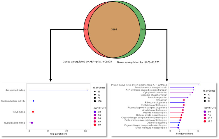 Maturation-induced switch to oxidative phosphorylation is absent from anandamide-treated moLCs. Monocytes were cultured in the presence of GM-CSF, TNFα, TGFβ and IL-4 (for 48 hrs) for 5 days to generate moLCs in the presence of 10 µM AEA, vehicle (0.1 v/v% absolute ethanol). Maturation was induced on day 4 by p(I:C) (20 µg/ml) and CL075 (0.5 µg/ml) both applied for 24 hours. Venn diagram showing number of genes upregulated by p(I:C), CL075 and AEA (left side) and p(I:C) and CL075 (right side) when compared to vehicle-treated control cells. Arrows point to upregulated pathways as determined by Gene Ontology analysis of genes that only appear in p(I:C), CL075 and AEA treated cells (marked in red on the Venn diagram, left side) or in p(I:C) and CL075 treated cells (marked in green on the Venn diagram, left side). The size of the circle corresponds to the number of induced genes, while the color of the line corresponds to the -log10 of the False Discovery Rate (FDR).